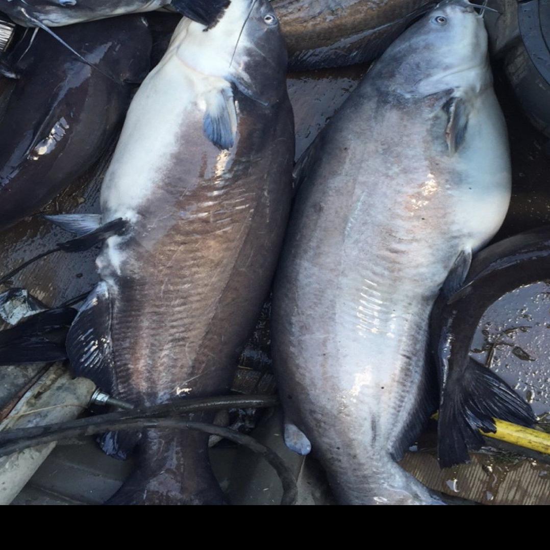 Blue And Channel Catfish Confusion Sports Qconline Com
