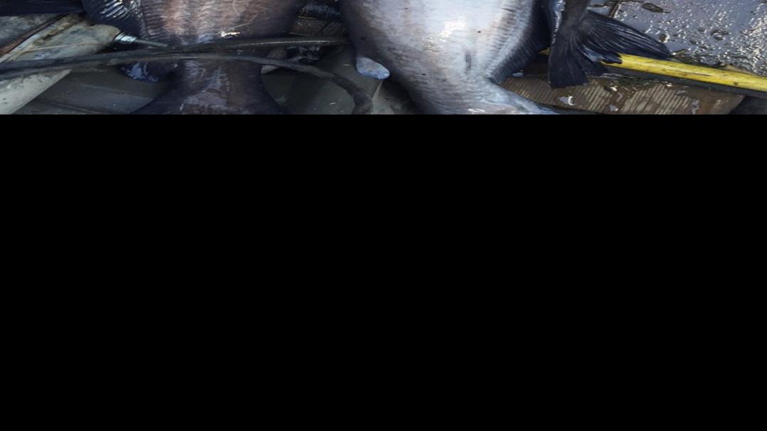 Blue and channel catfish confusion Sports