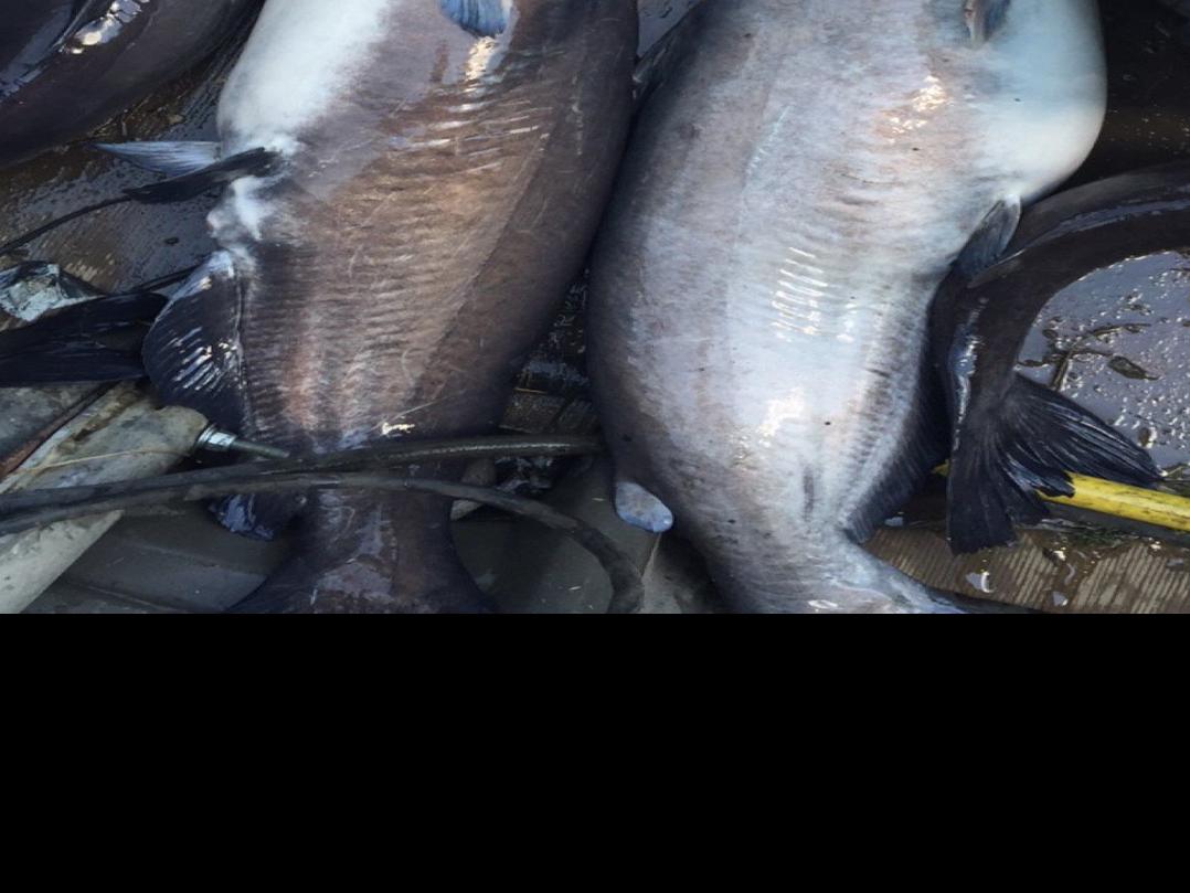Blue And Channel Catfish Confusion Sports Qconline Com