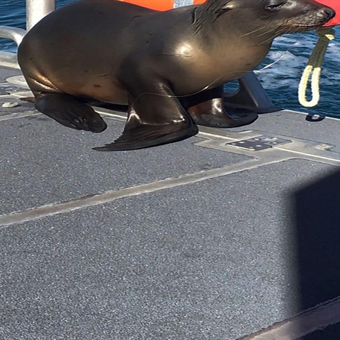 Cutest Captain Sea Lion Caught In Fishing Gear Hops On Boat Qconline Com