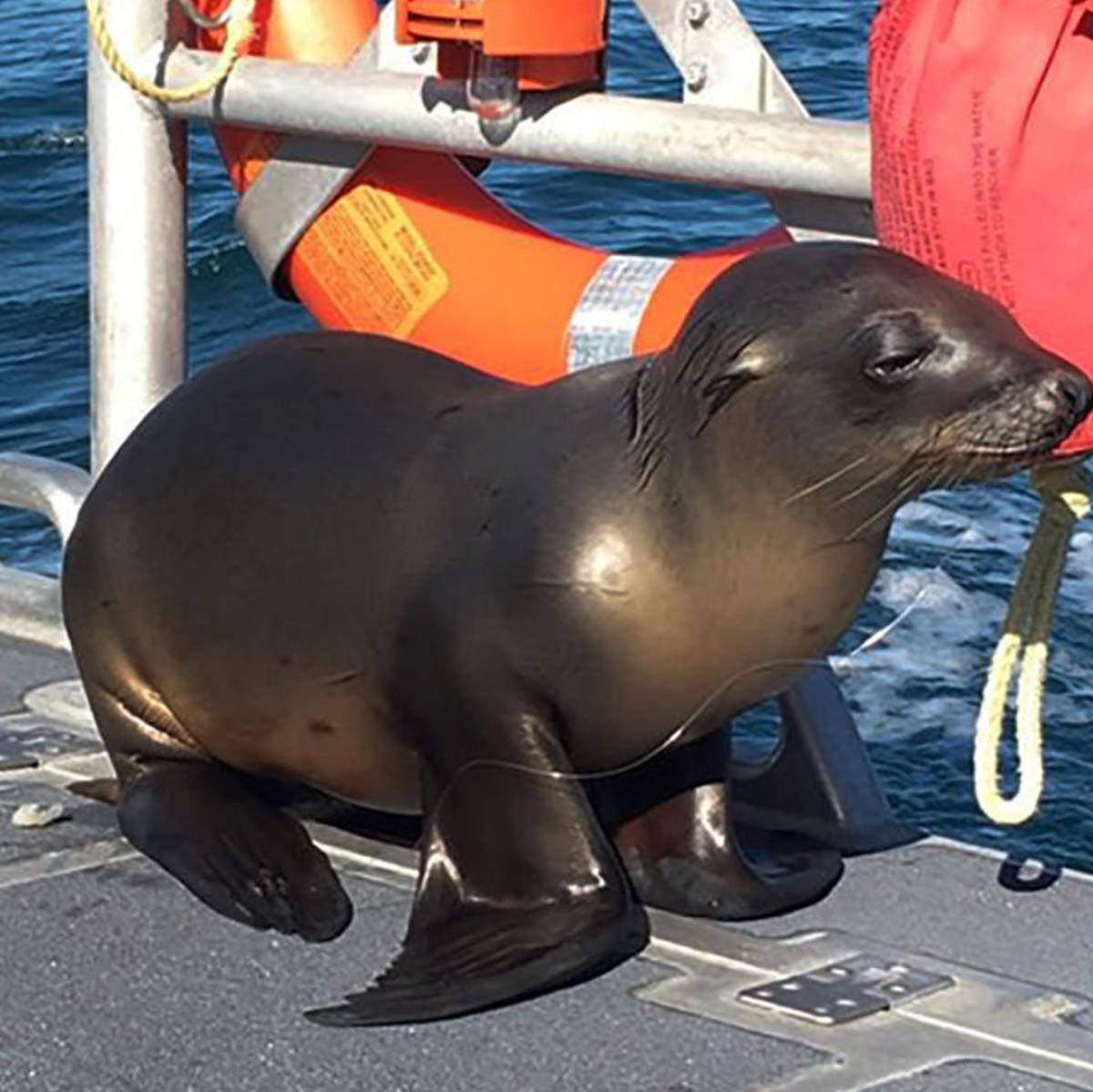 Cutest Captain Sea Lion Caught In Fishing Gear Hops On Boat Qconline Com