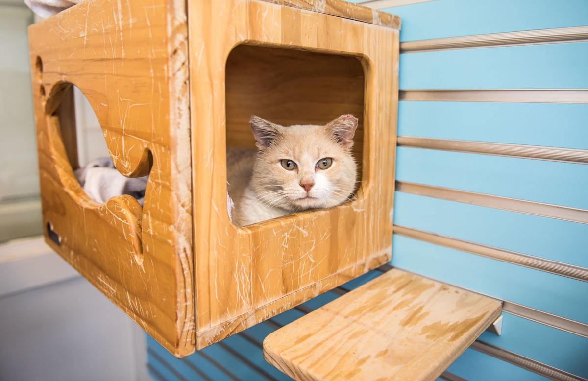 Adopting A Cat As Kitten Season Nears Here S What To Consider