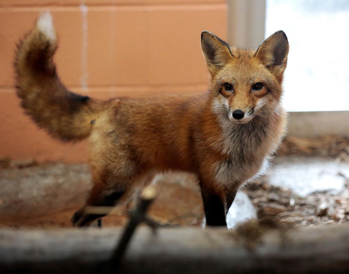 Niabi Zoo opens Saturday with new features Local News