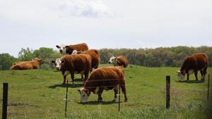 Behind the Tyson Joslin Shutdown: Why Beef Prices Are Reaching a Breaking Point