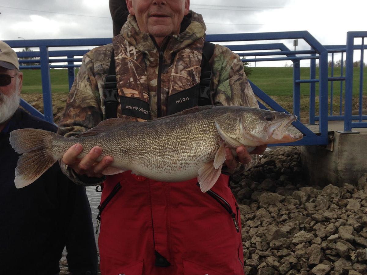 Big Walleyes Surface In Quad Cities Area Sports Qconline Com Infisherman Calendar 2022