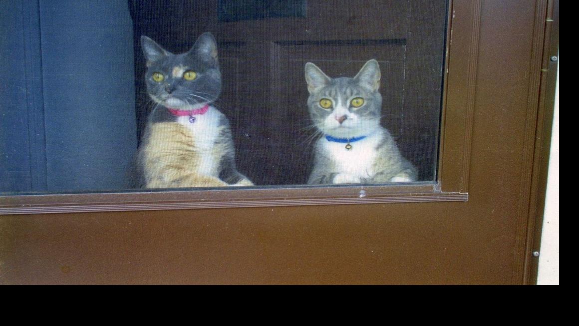 Forget The Catnip This Duo Prefers Irish Spring Soap Pet