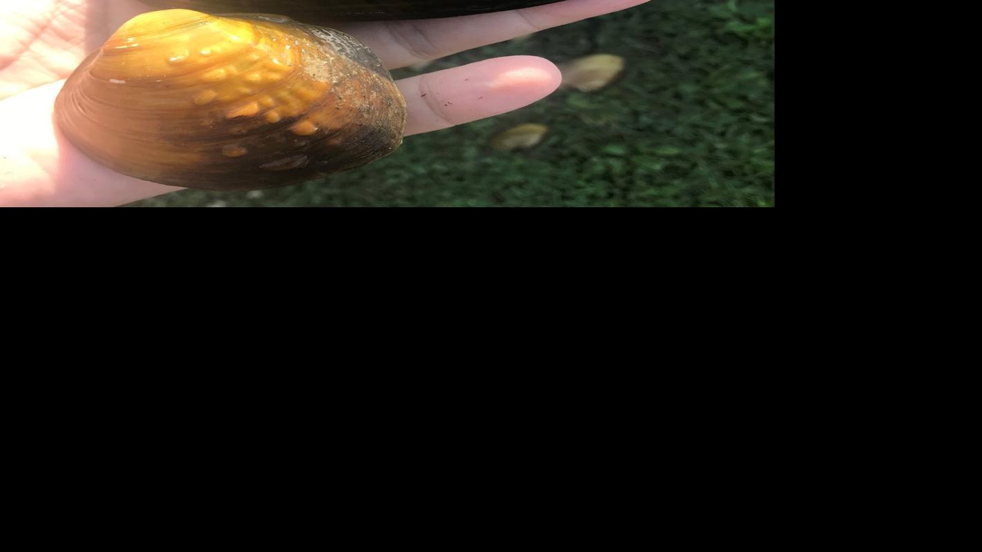 The Importance of Freshwater Mussels in our Rivers | Sports | qconline.com