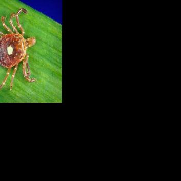 Study finds the number of tickborne cases in Illinois has increased