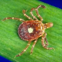 Study finds the number of tickborne cases in Illinois has increased