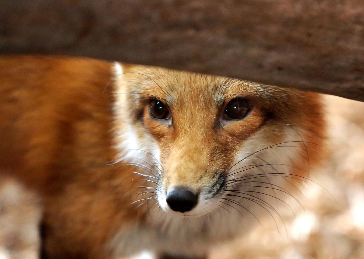Niabi Zoo opens Saturday with new features Local News