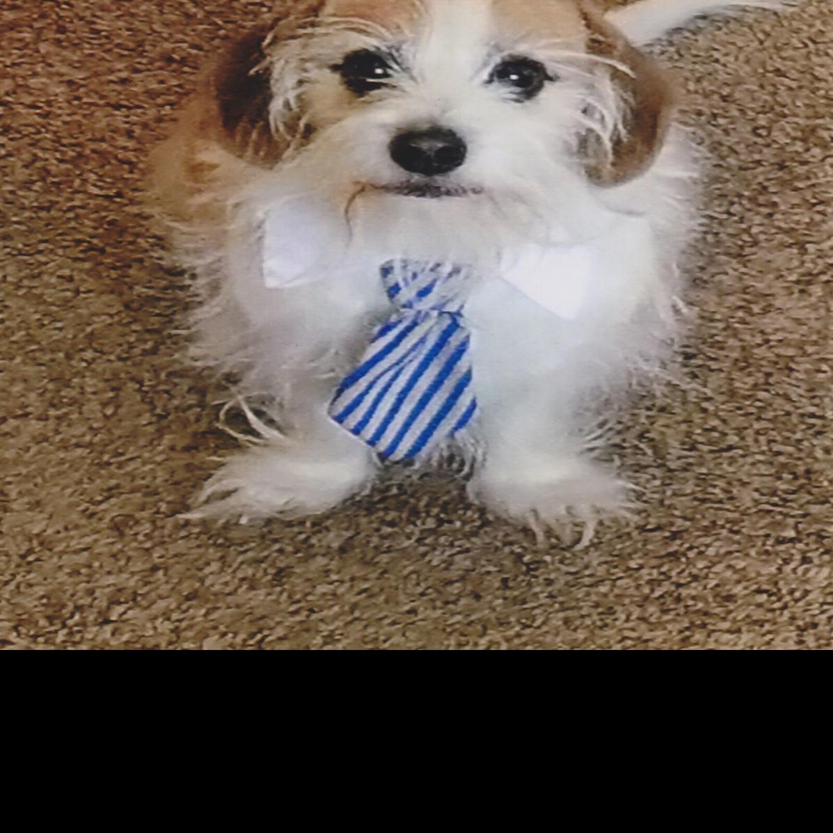 Buddy The Dog Is Small But He S No Elf He Hates Cold And Snow Pets Qconline Com