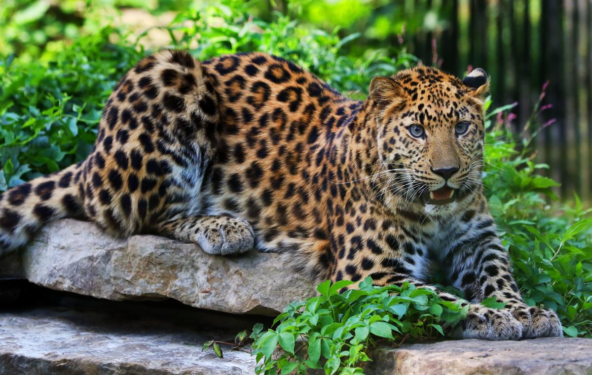 Niabi Zoo welcomes a new Amur leopard after trade | Local News