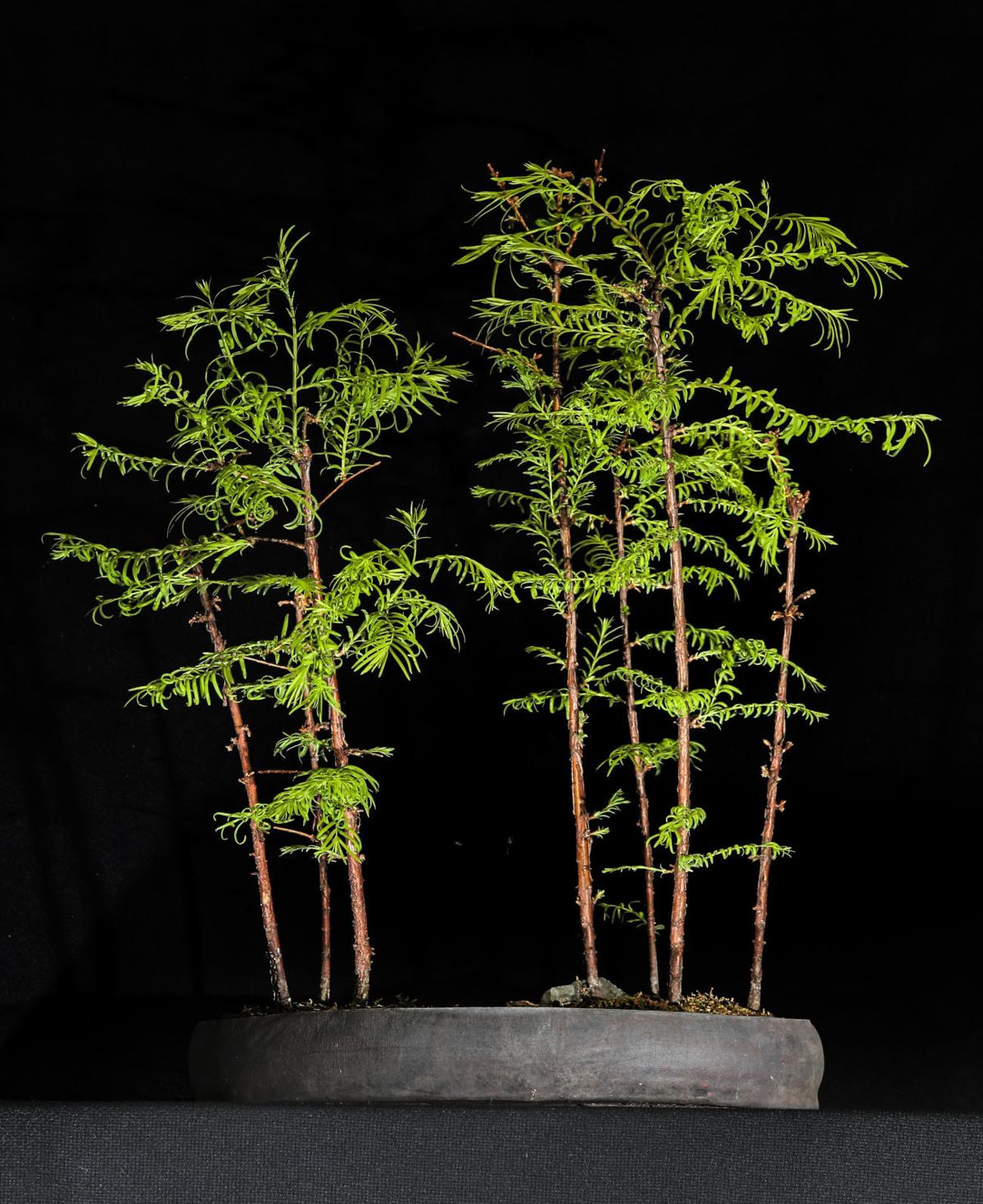 The Living Art Of Bonsai Home Garden Qconline Com