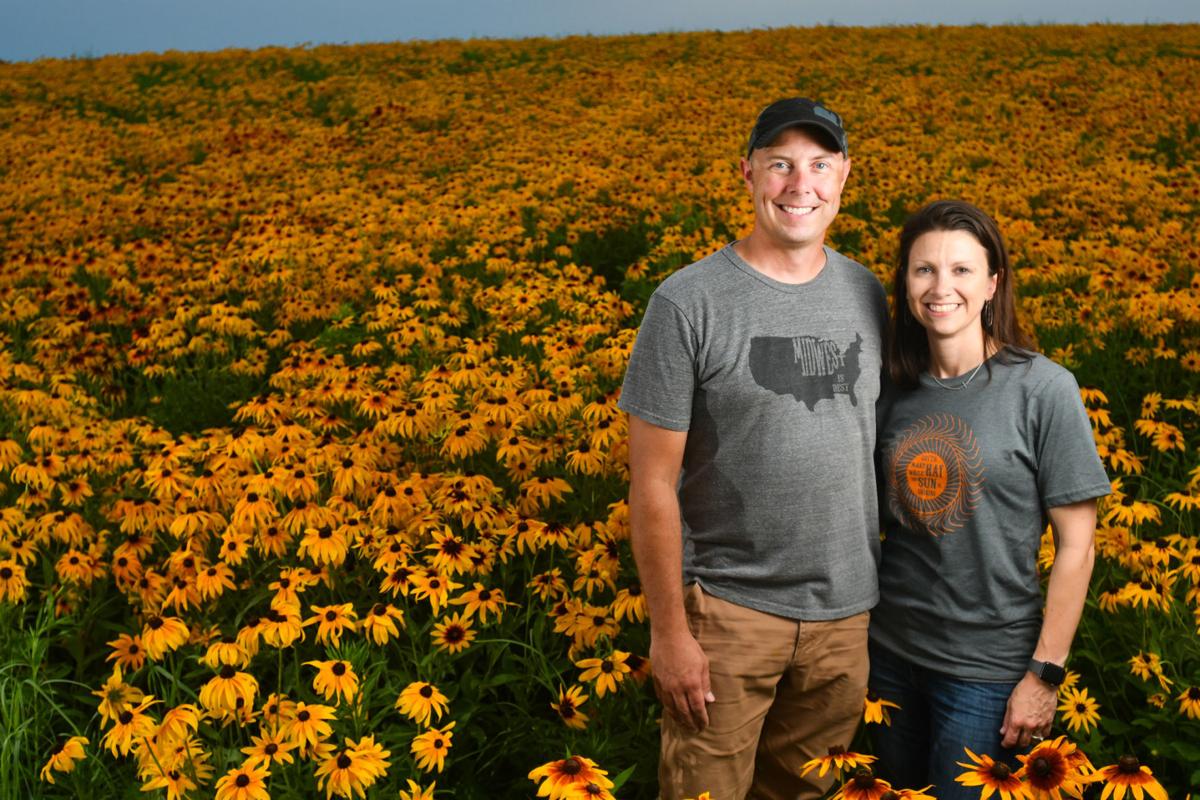seven acres of black eyed susans greet u s 6 motorists local