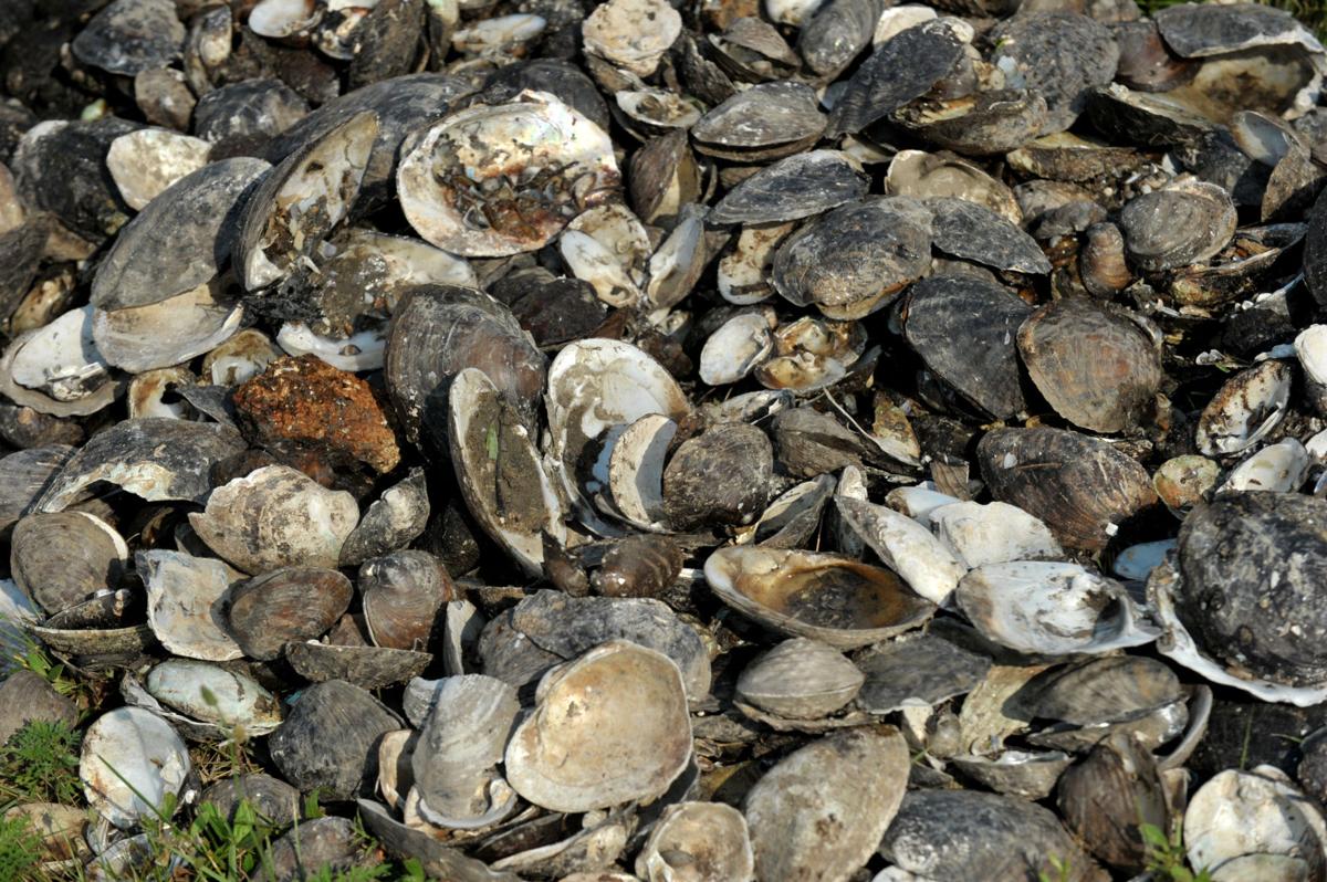 Freshwater mussels relocation project. Multimedia Photo/Video