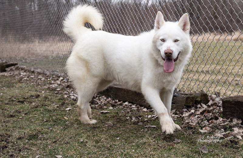 Beautiful Balto Needs New Home Pet Profiles Qconline Com