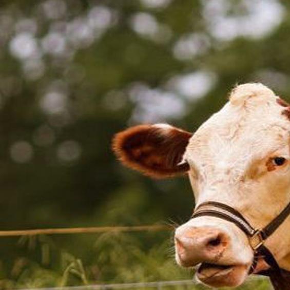 The Gentle Barn Giving Abused And Neglected Animals A Second