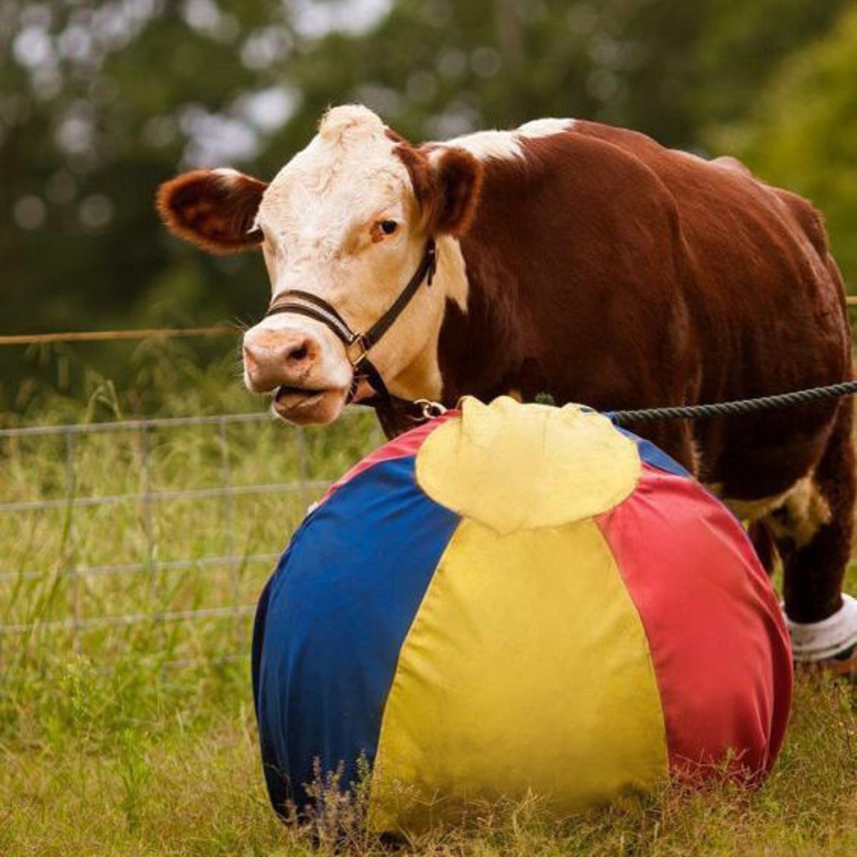 The Gentle Barn Giving Abused And Neglected Animals A Second