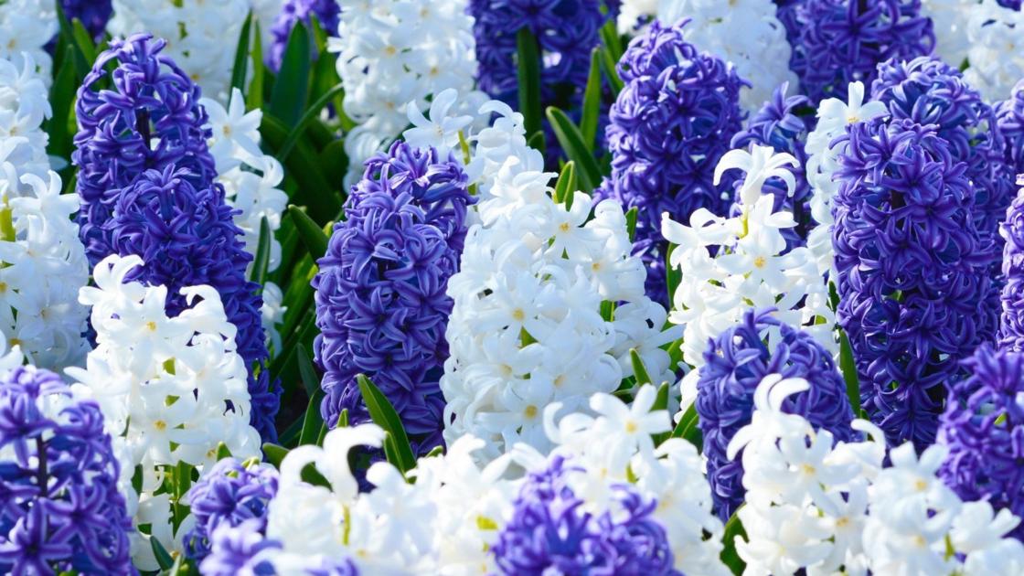 Hyacinths smell great, need to be replenished | Home & Garden