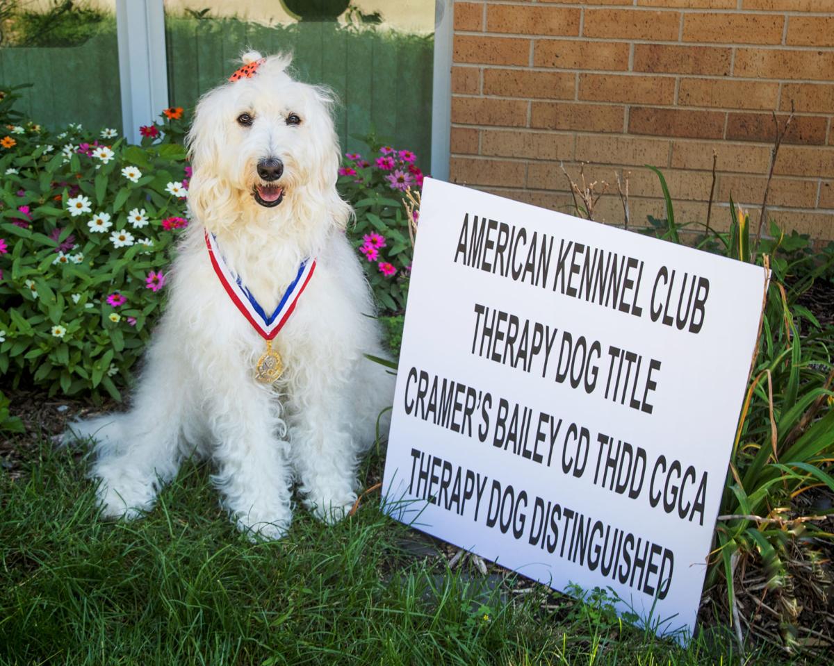 Bailey earns AKC therapy dog honors