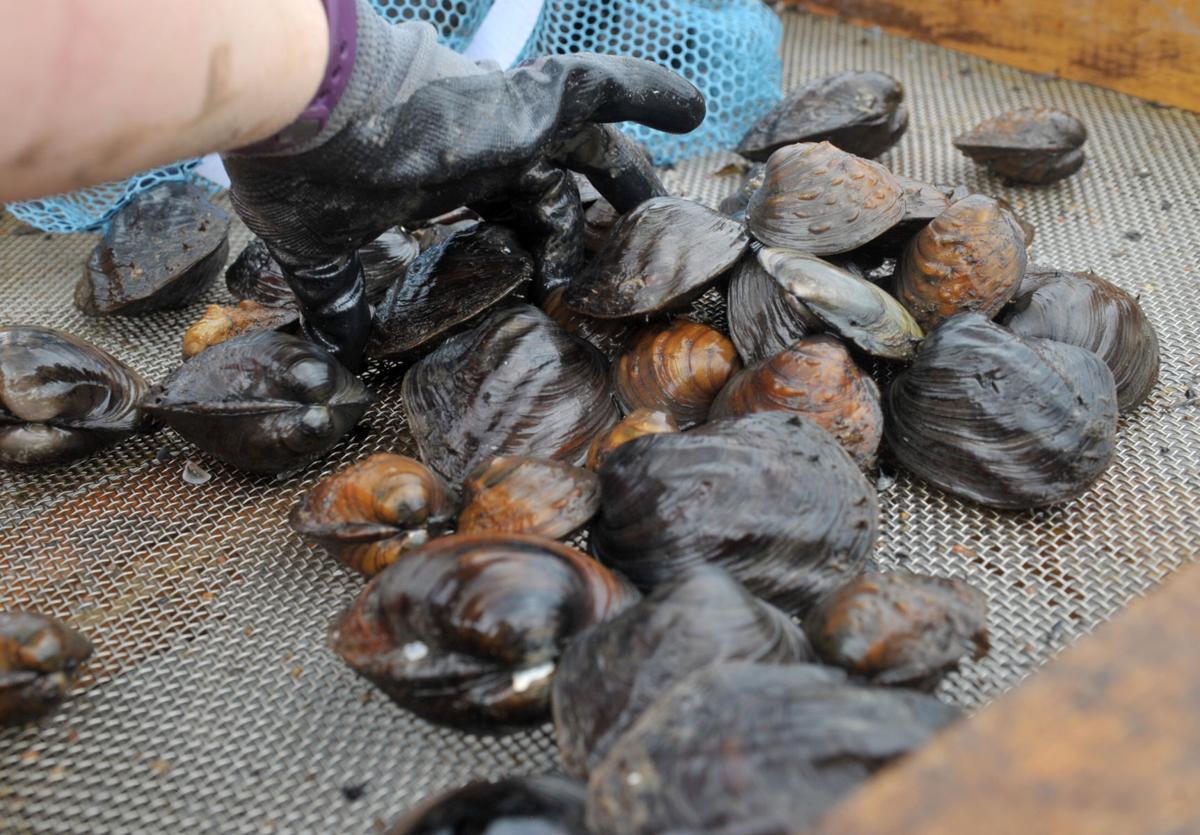 Freshwater mussels relocation project.