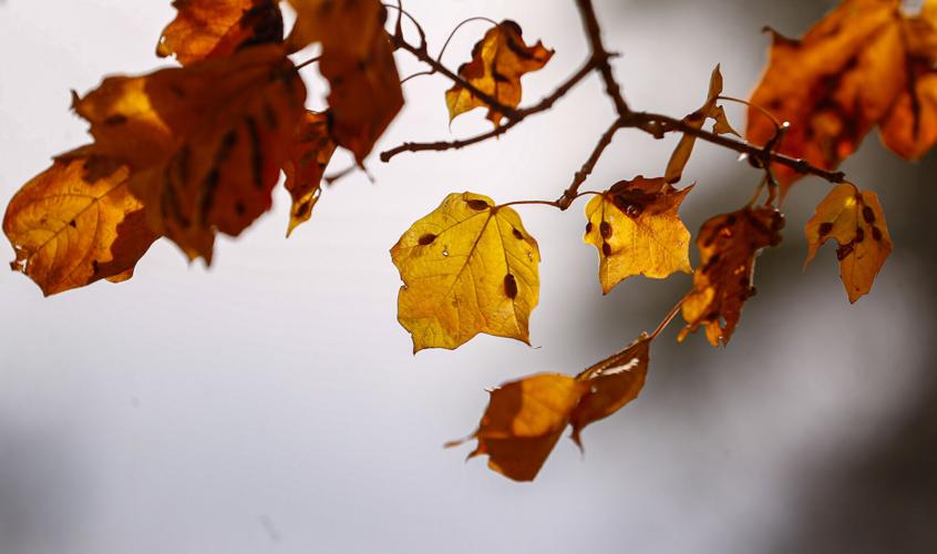 Fall art and craft shows from around Iowa