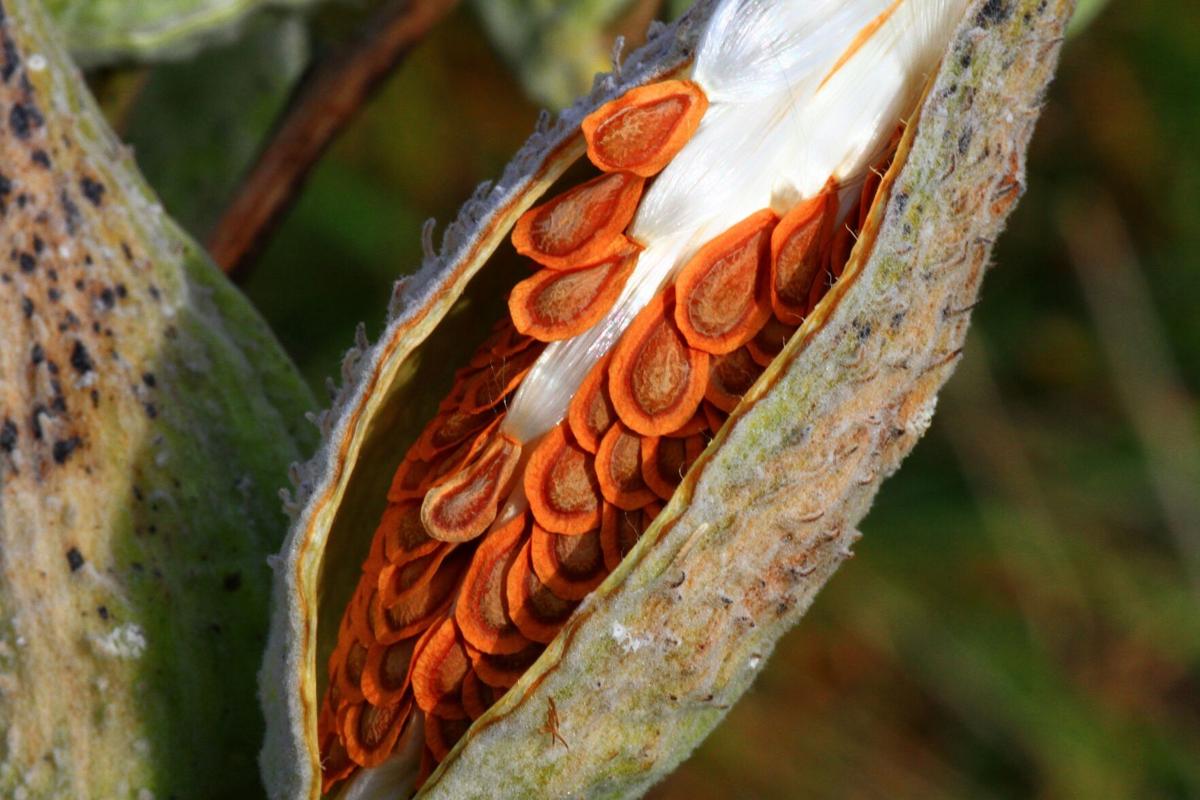 Harvest milkweed pods; plant monarch butterfly garden