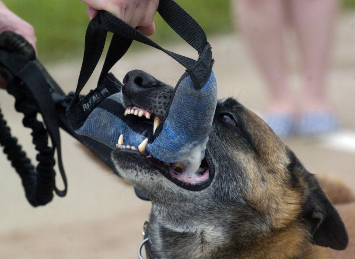 Police Dog Still Going Strong As Retirement Nears Local News Qconline Com