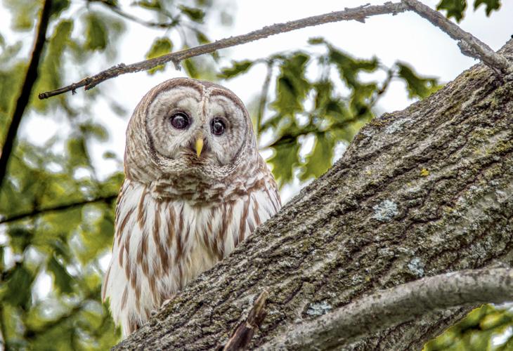 A Tale of Two Owls