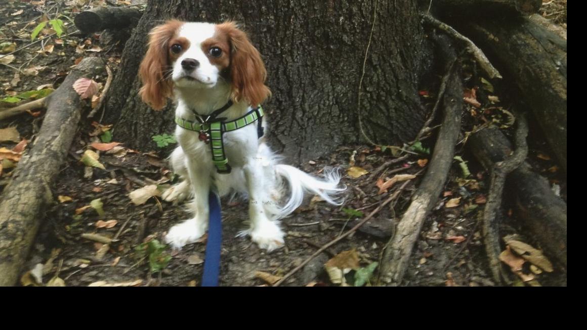 Charley Has His Own Built In Bell Bottoms Pet Profiles