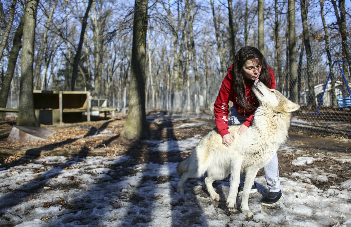 Muskegon Couple Gives Wolf Dogs Refuge At Howling Timbers Pets Qconline Com