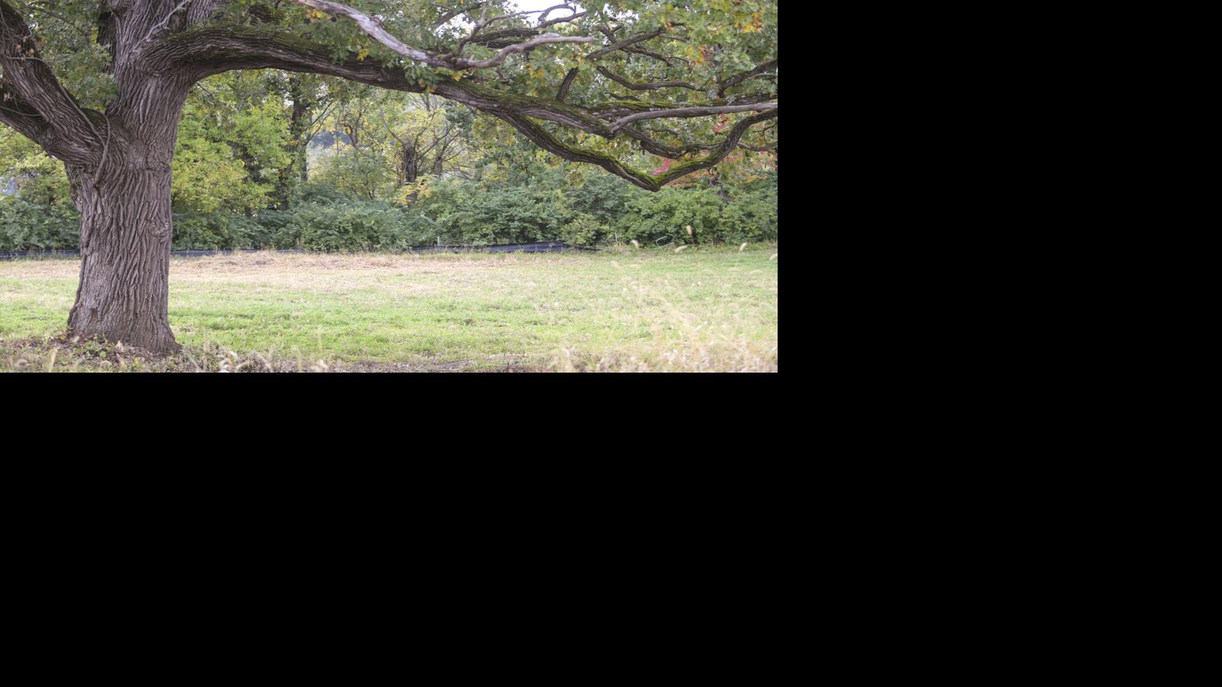 It’s time to stop pruning oaks | Home & Backyard
