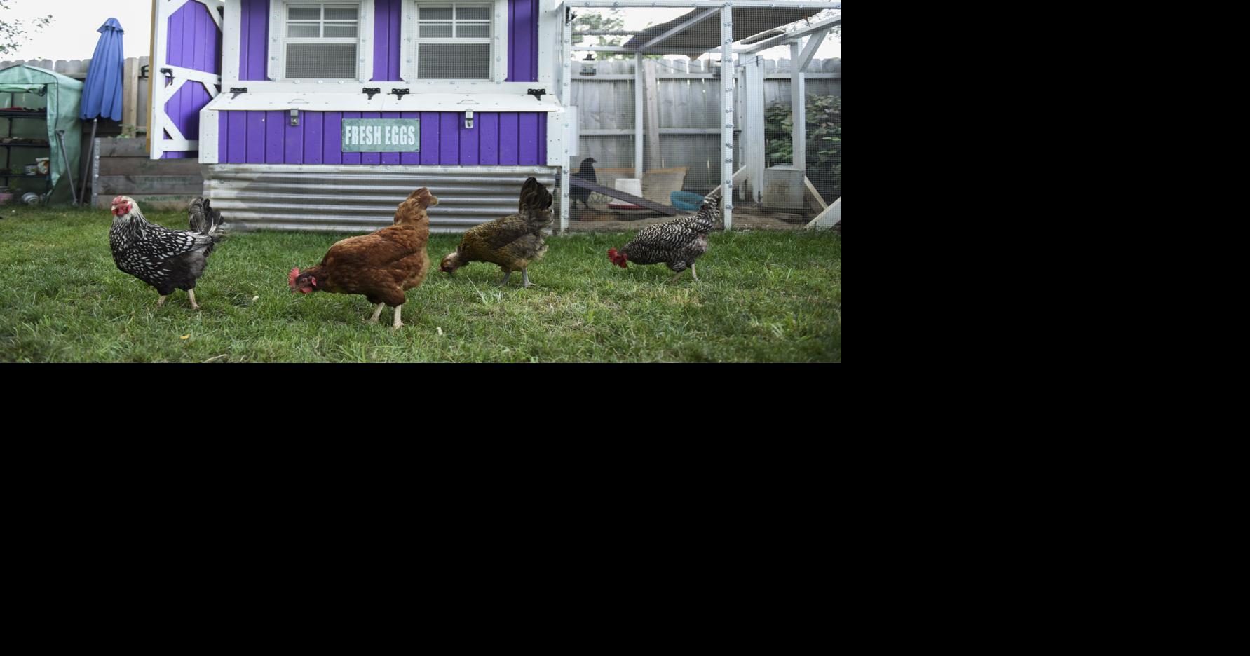 Urban chicken permits double in Moline