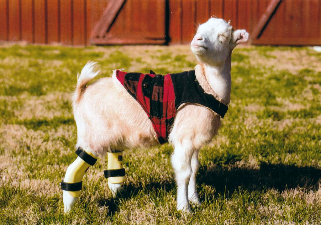The Gentle Barn Giving Abused And Neglected Animals A Second