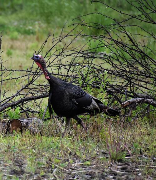 youth turkey season opens in illinois