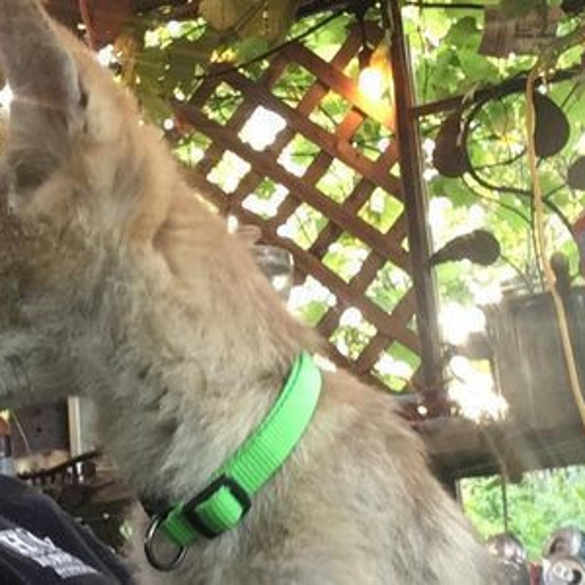 Waterloo Man Fights To Retain His Emotional Support Coyote Iowa