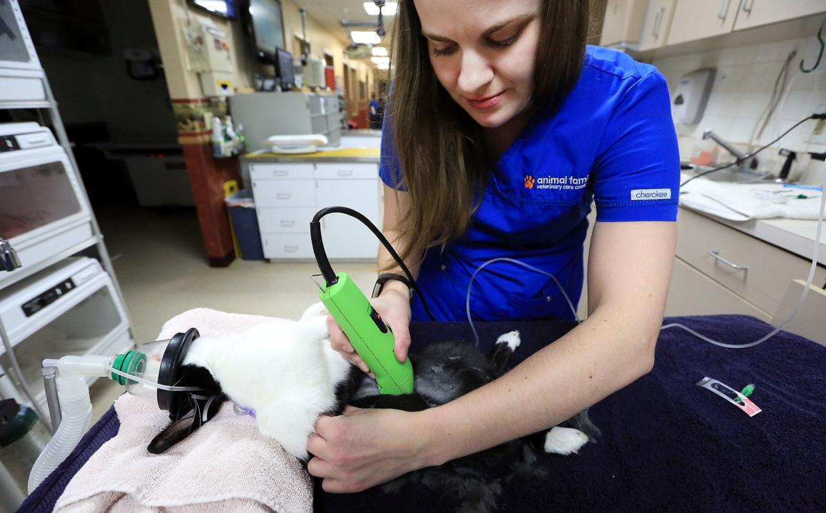 Not Just Cats And Dogs Spaying And Neutering Extends Life For Even Small Critters Pets Qconline Com