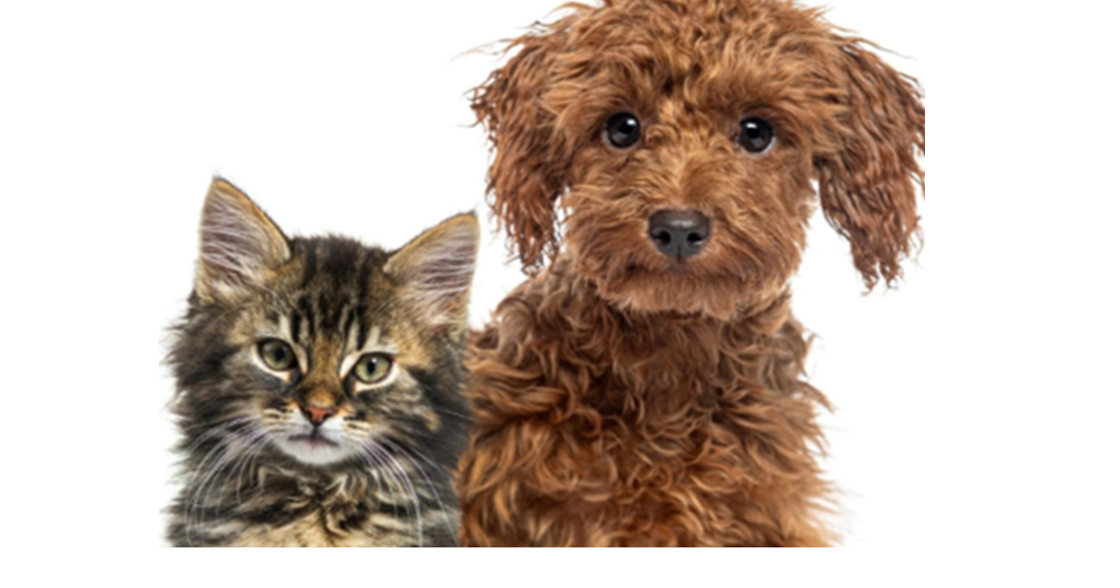 Faith Lutheran Church, Rescued resale shop to host pet drive