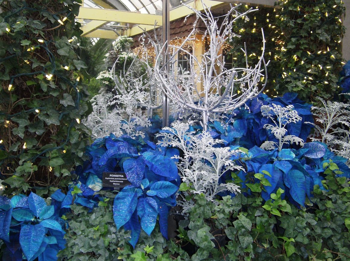 Visit Vander Veer For Poinsettias, Lights, And "All That Glitters"