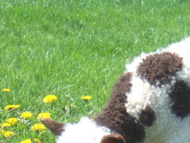 Tiny But Mighty Tough Little Shetland Sheep Produce Fine Fleece