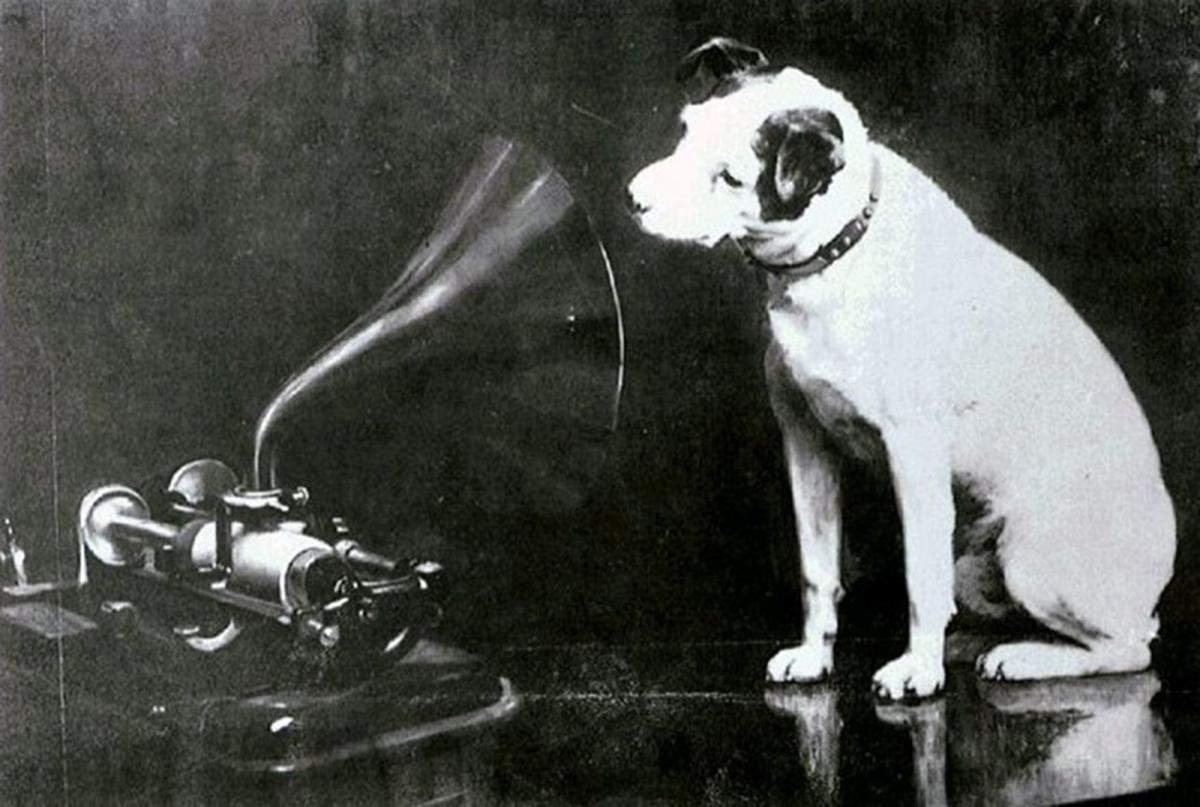 Entertain Your Dog With An Audiobook Pets Qconline Com