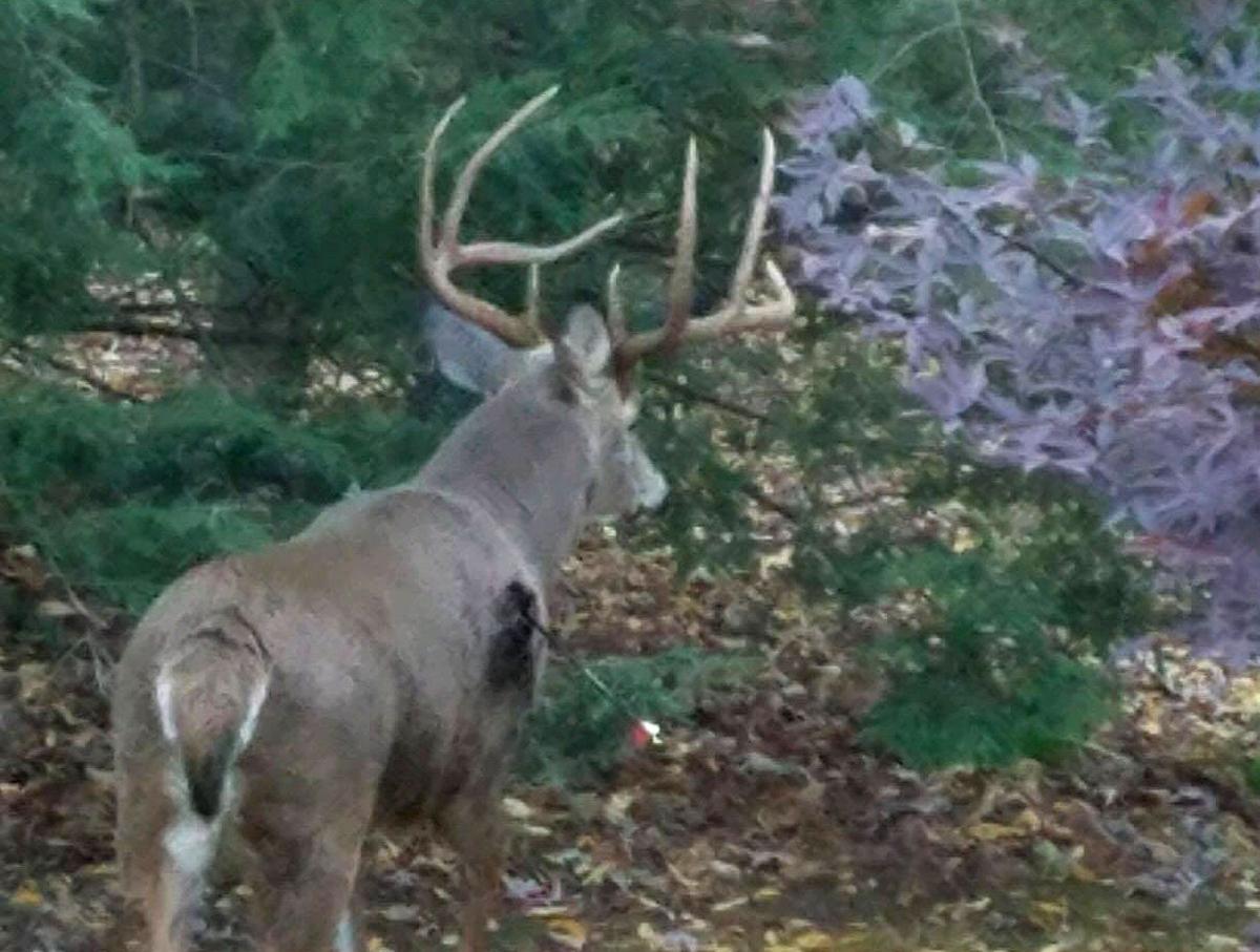 Hunters claim 16 deer; Moline concludes first deer season News