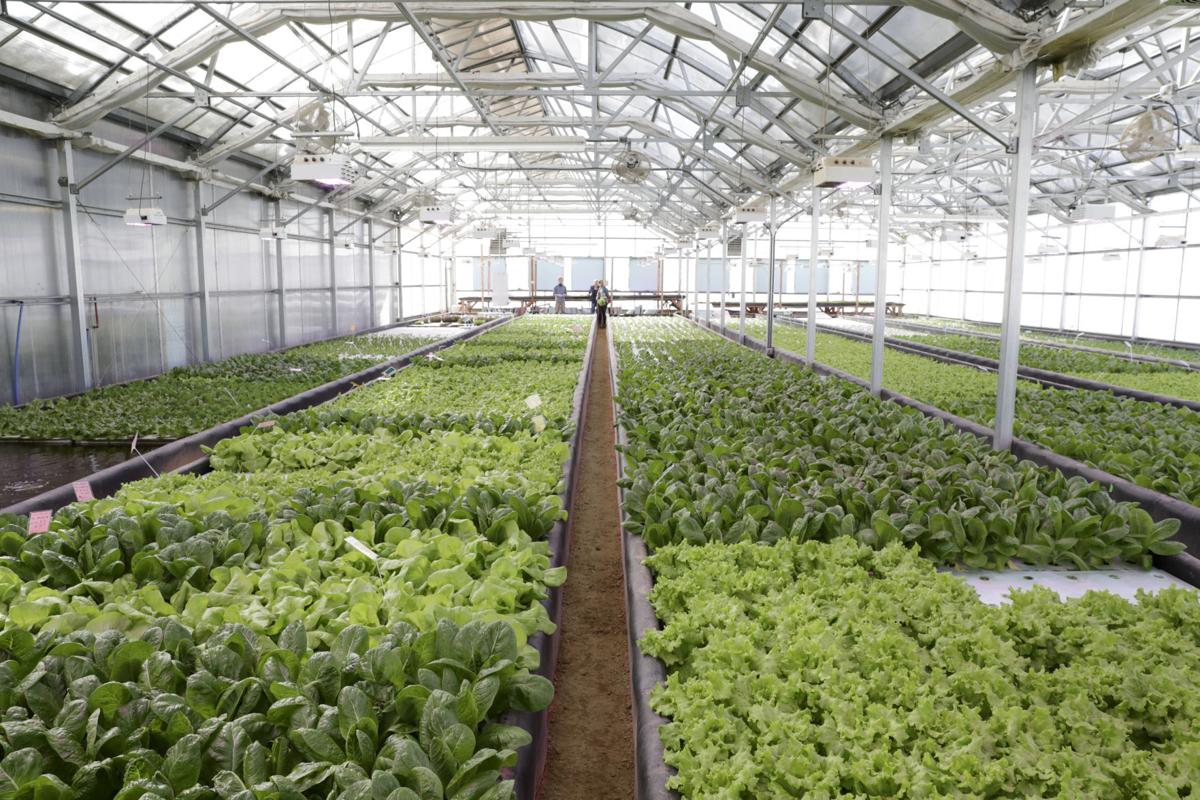 Wisconsin Producers Turn To Aquaponics Farming Qconline Com