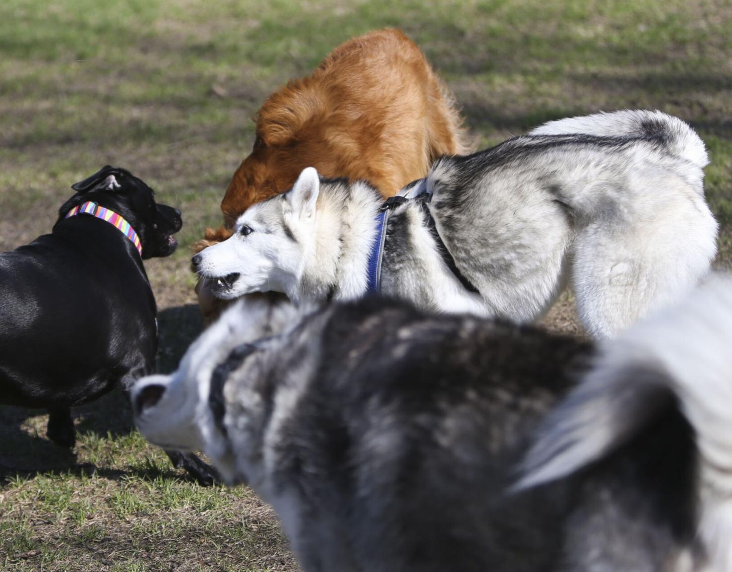 2021 Photos Crow Creek Dog Park