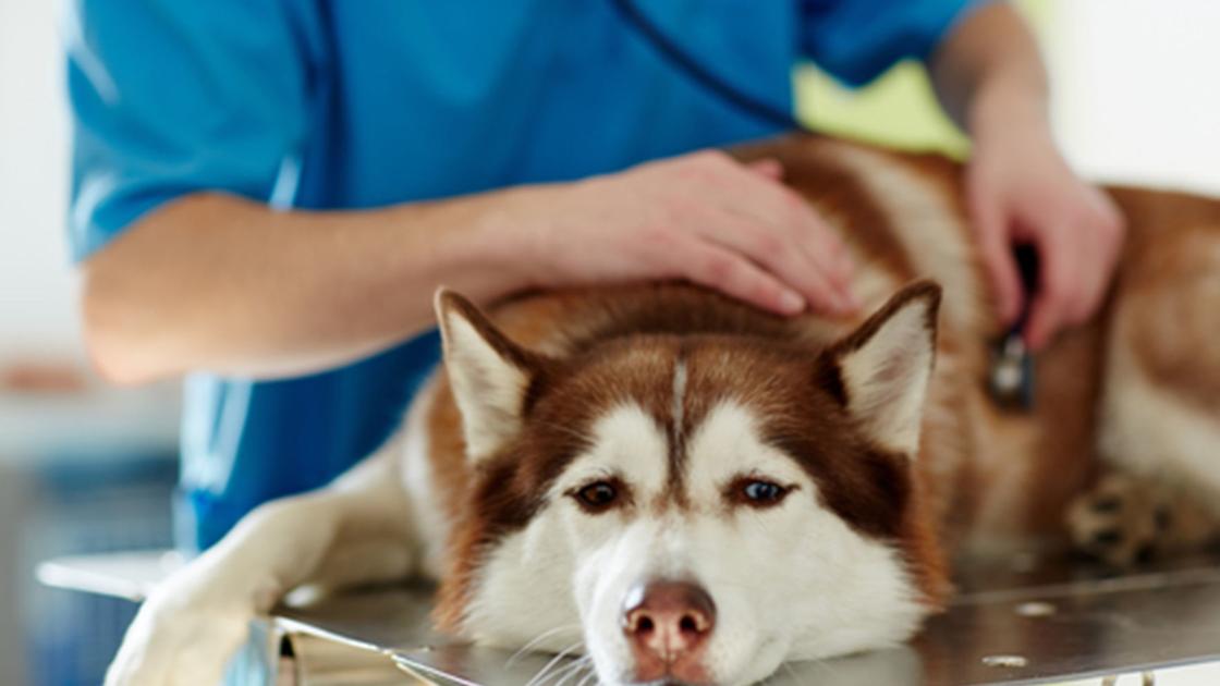 ¿Su perro tiene la gripe? Aquí es lo que busca - Quad-Ciudades en Línea 1 ¿Su perro tiene la gripe? Aquí es lo que busca - Quad-Ciudades en Línea 1