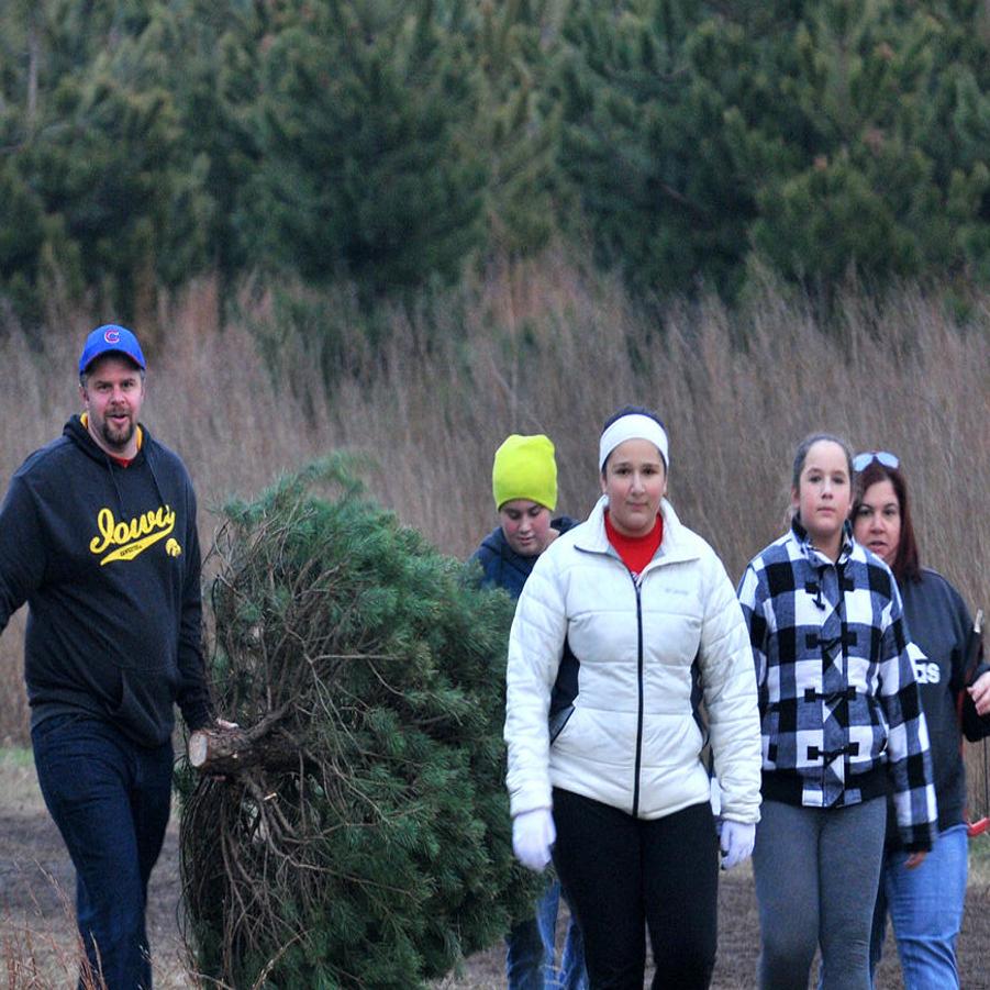 The Fir Flies At Popular Christmas Tree Farm Local News Qconline Com