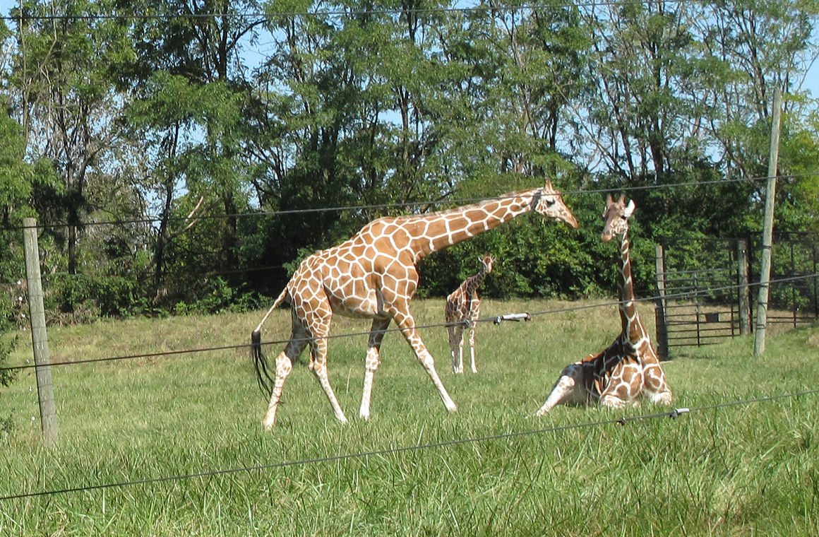 Northern Indiana zoo could serve as model for Niabi