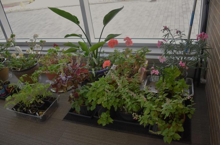 Plants, Paths and Pizza 2024