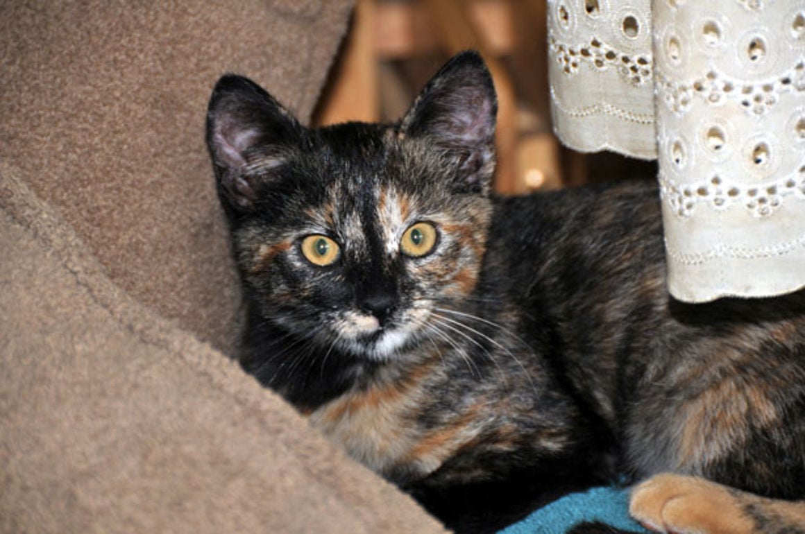 tortoiseshell calico cat mix