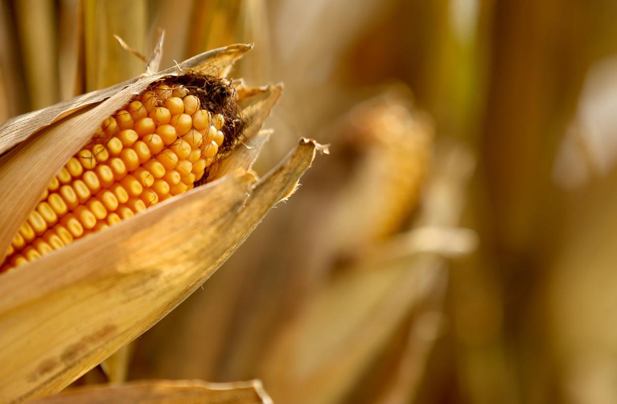 Numbers Up For Illinois Corn Soybean But Down Slightly In Iowa Business Qconline Com